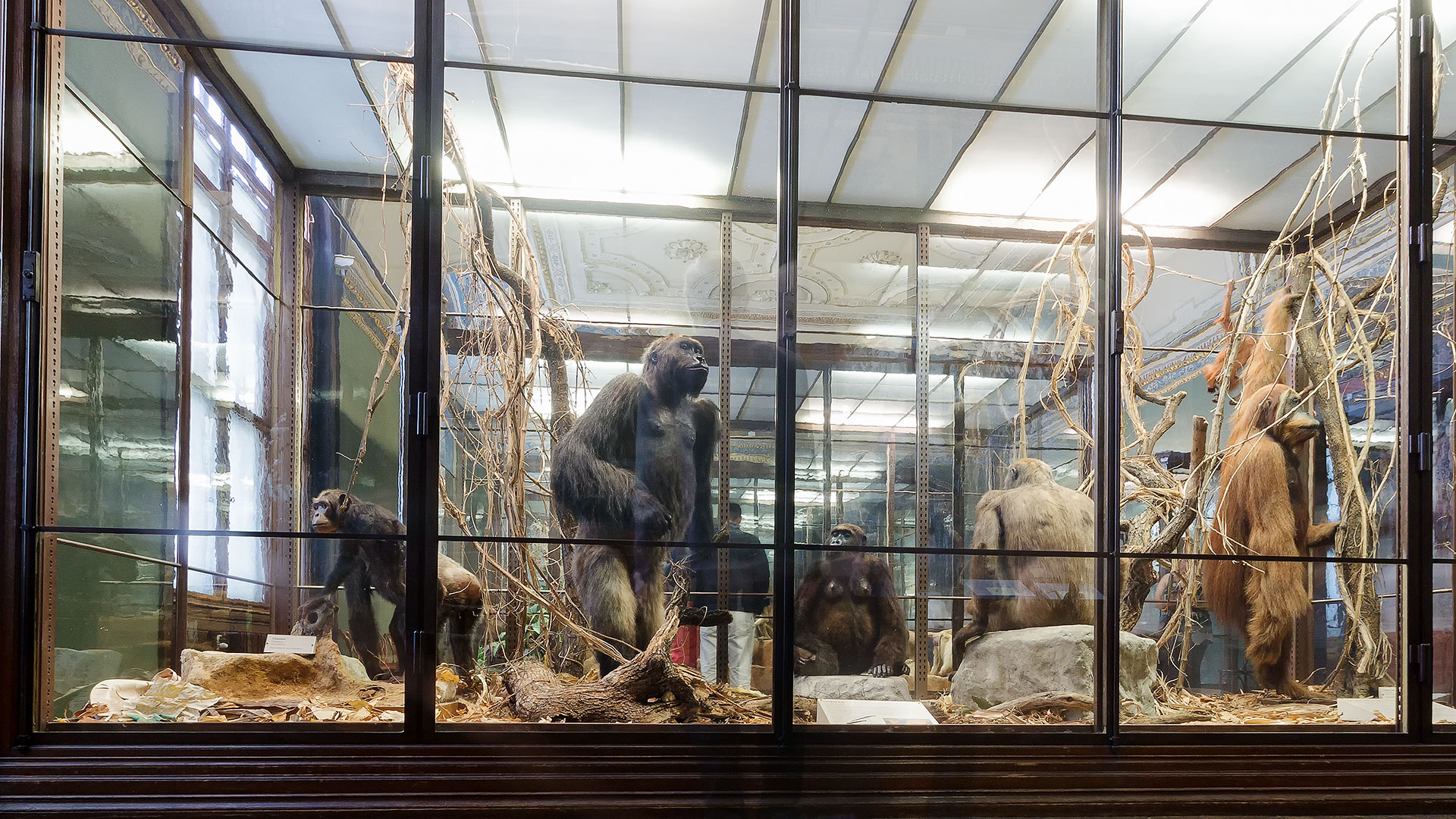 naturhistorisches-museum