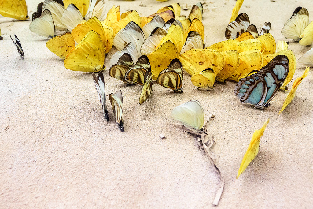 Naturhistorisches Museum