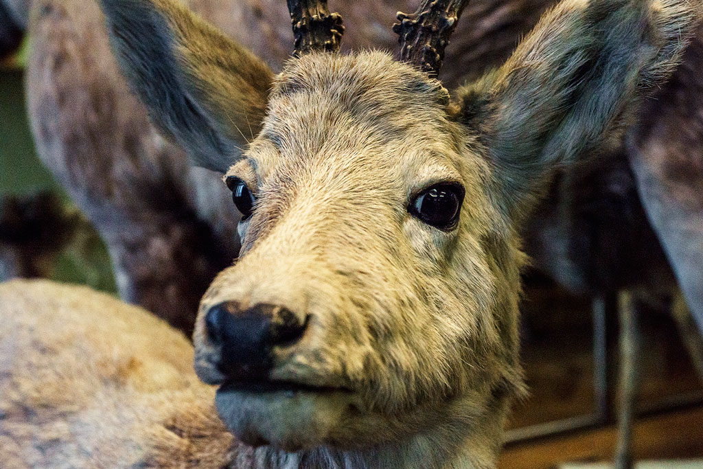 Naturhistorisches Museum