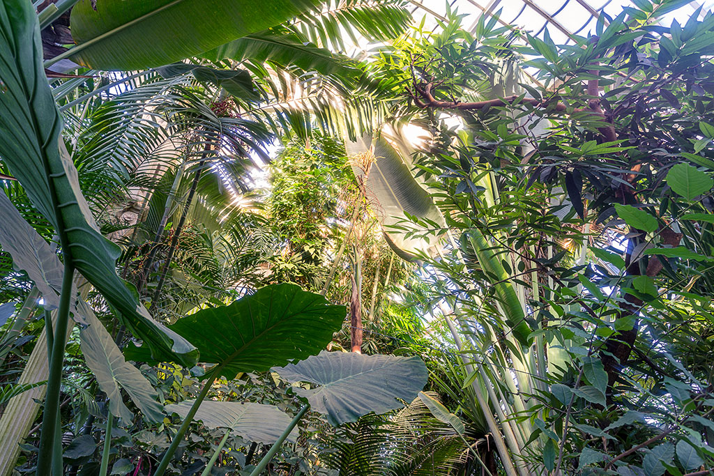 Palmenhaus