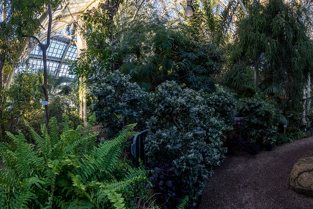 Palmenhaus