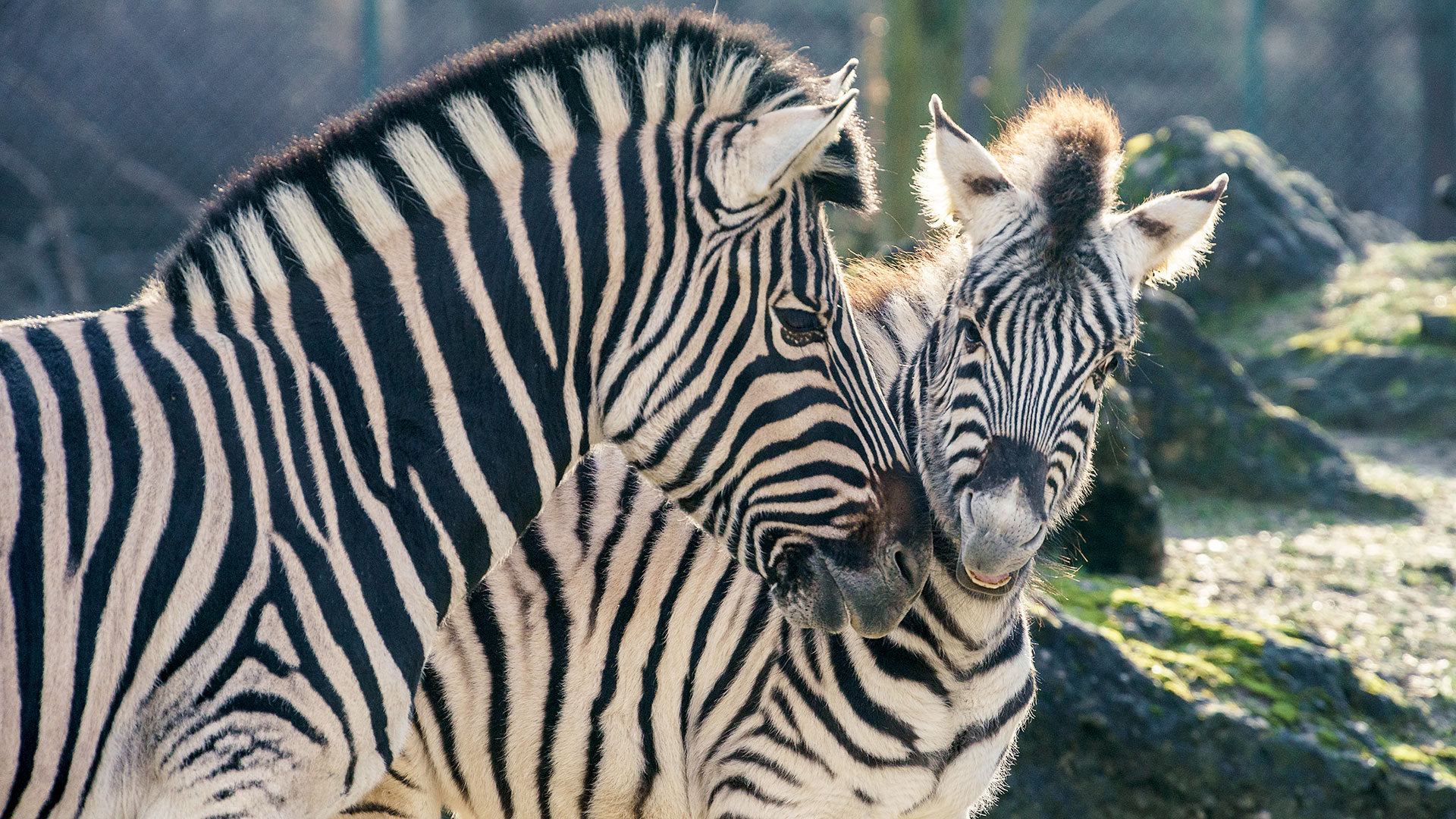 Tiergarten Schönbrunn
