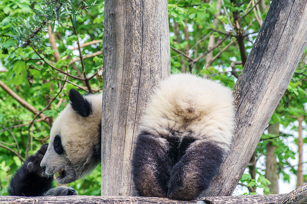 Ailuropoda melanoleuca
