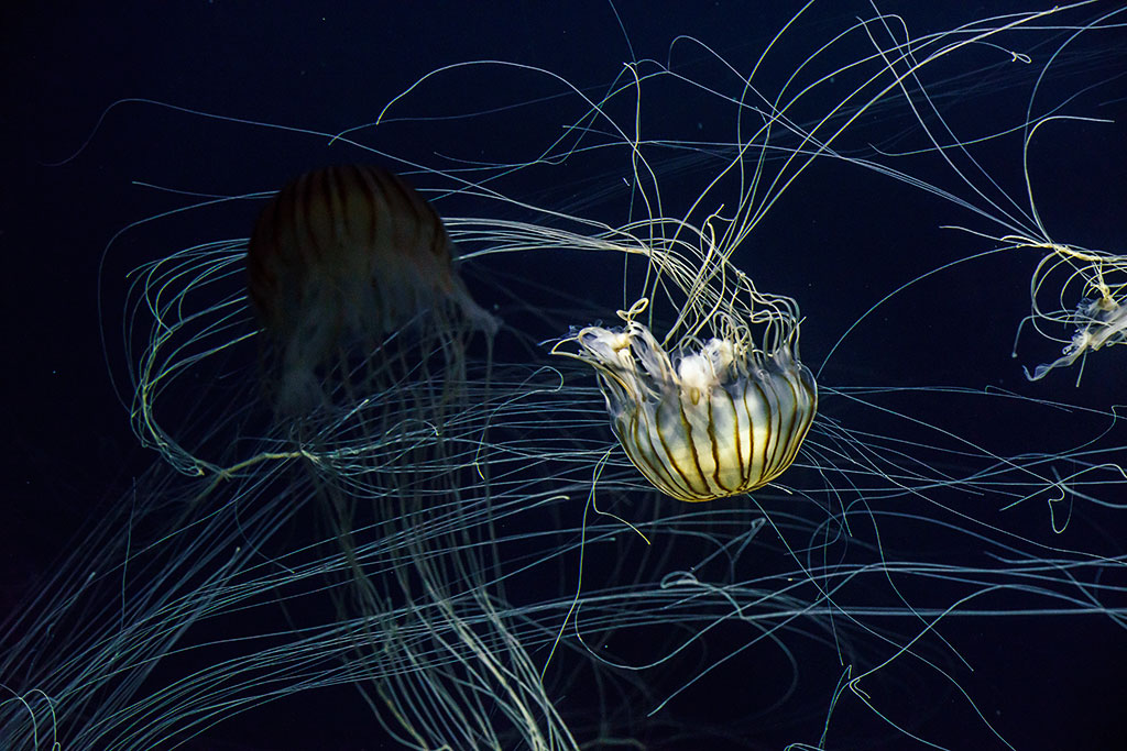 Chrysaora melanaster