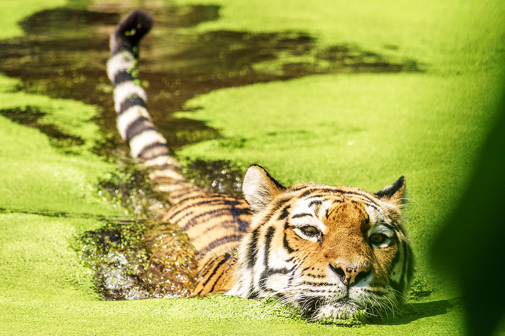 Panthera tigris altaica