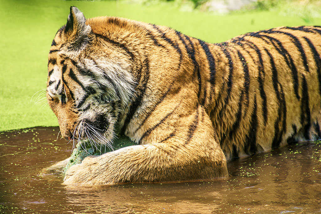 Panthera tigris altaica