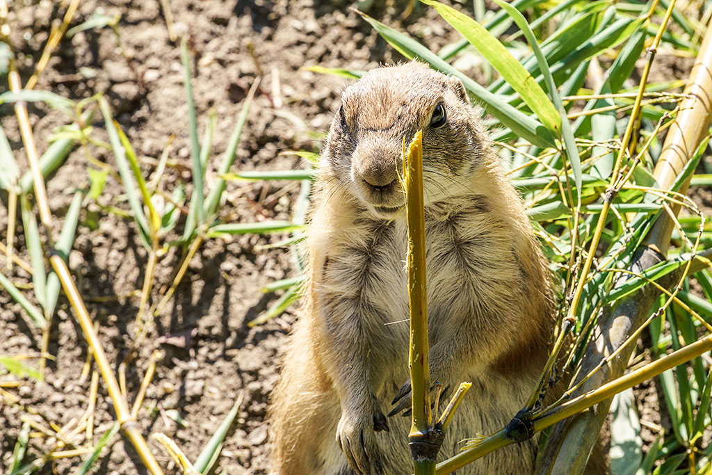 Cynomys ludovicianus