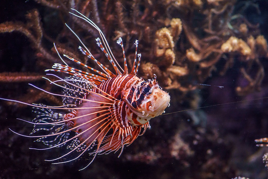 Pterois volitans